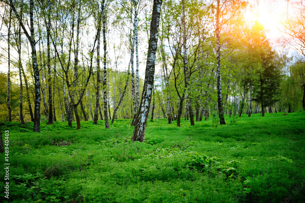 Fototapeta premium green forest at sunset sunrise sun and sunbeams