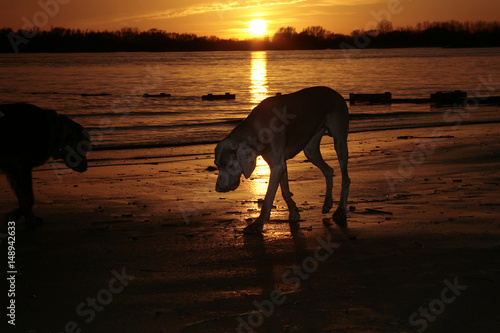 Zwei Hunde am Strand bei Sonnenuntergang