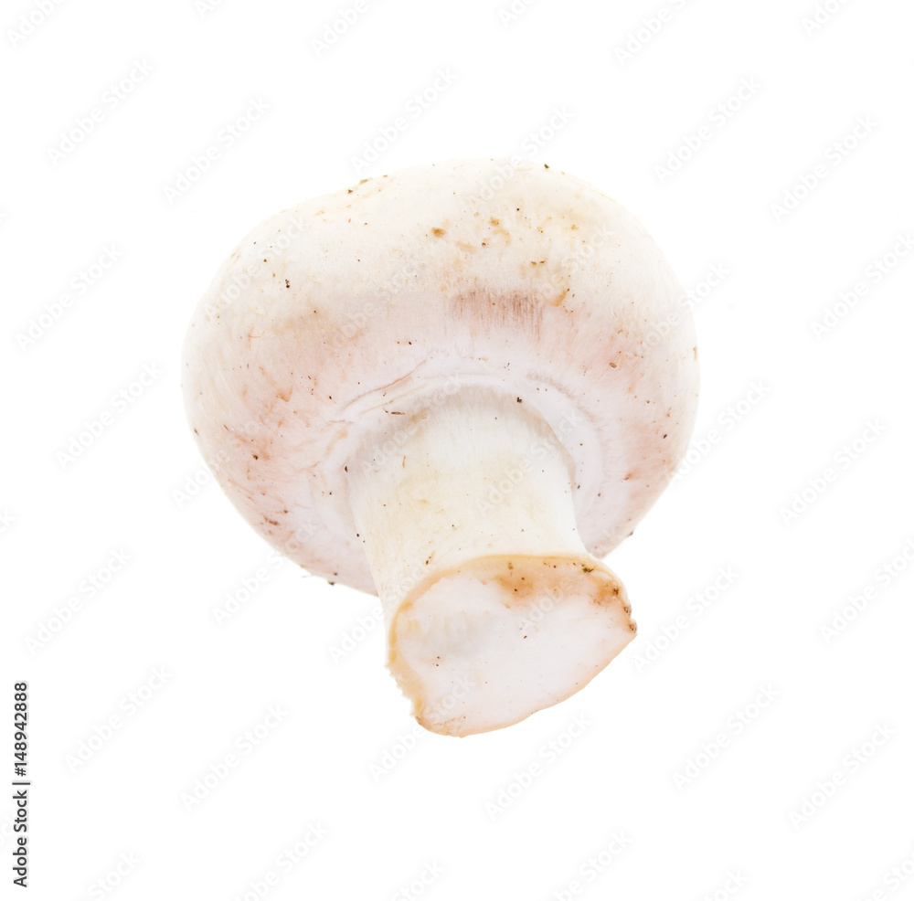 Fototapeta premium White mushrooms champignons