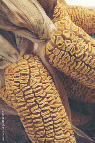 corn, vintage filter image