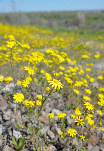Yellow Ragwort flowers © icarmen13