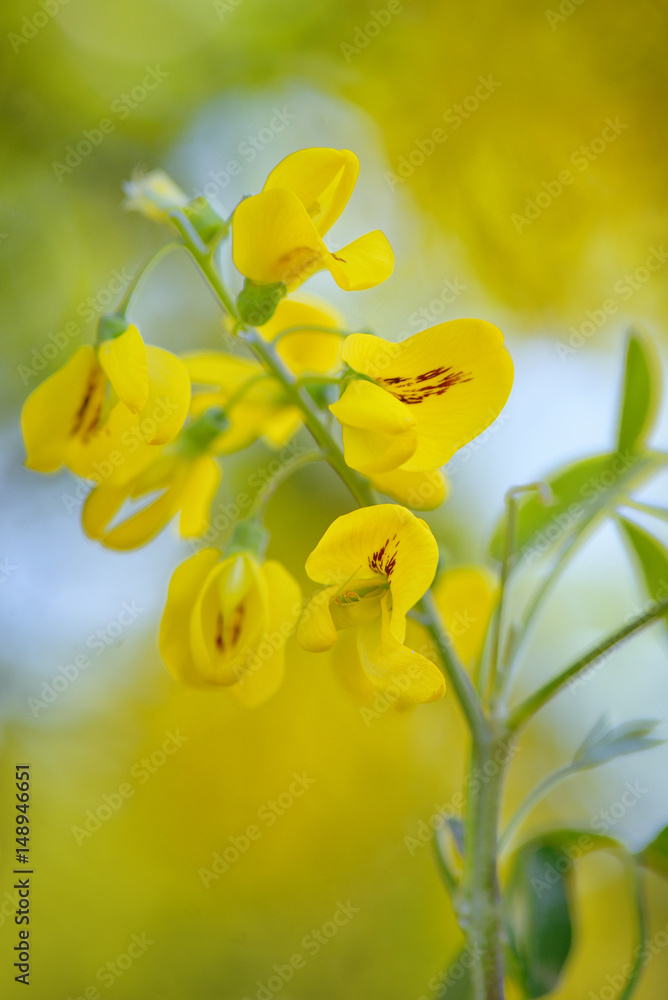Fototapeta premium Cassia fistula flower
