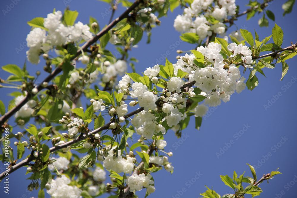 Flowering white cherry