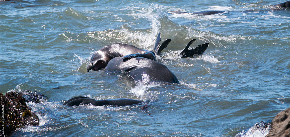 Fototapeta premium Northern Elephant Seals fighting in the Pacific at the Piedras Blancas Elephant seal rookery on the Central Coast of California US of A