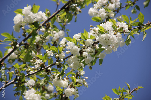 Flowering white cherry