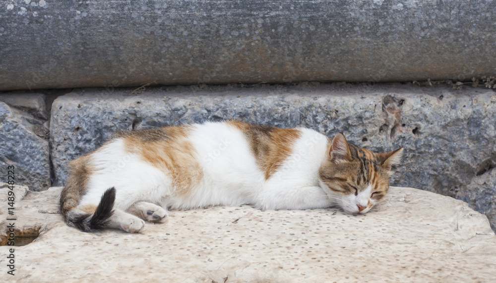 uykucu kedi uykucu kedi