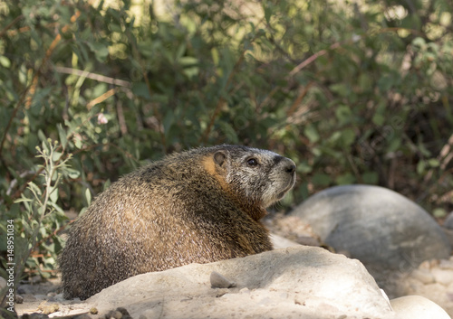 Profile of yellow-bellied marmot on rocks with scrubs in the background