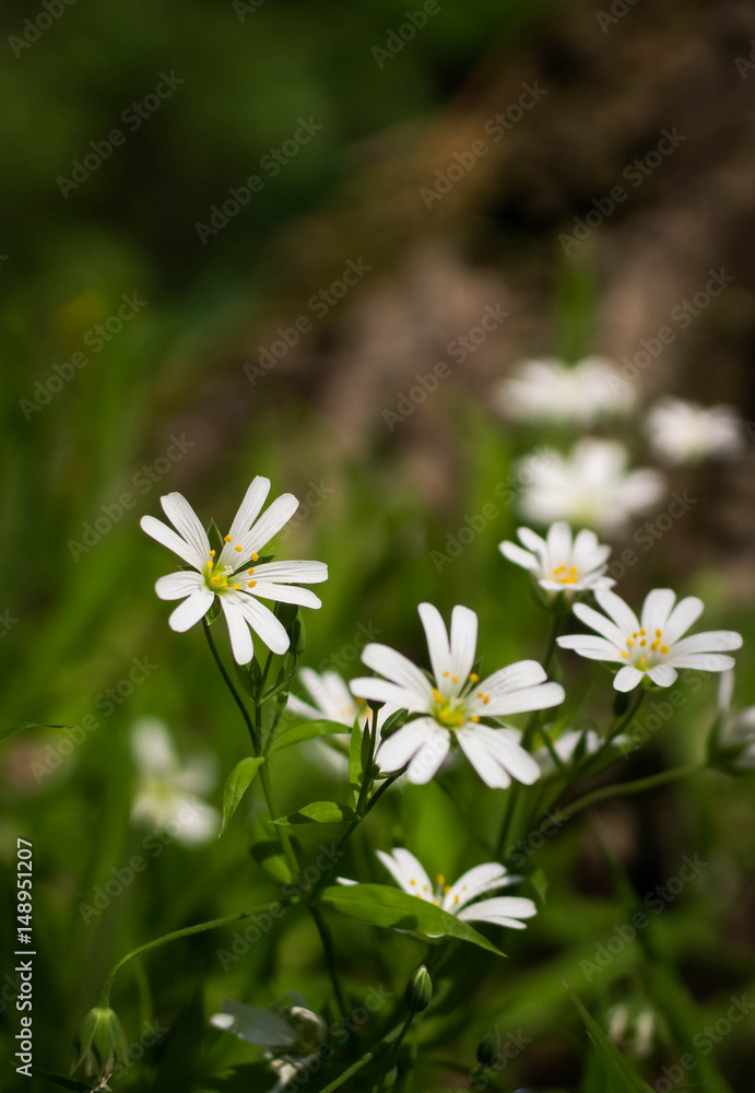 A white flower in the grass against a tree background. Spring sunny background, wallpaper. A white flower in the grass against a tree background. Spring sunny background, wallpaper.