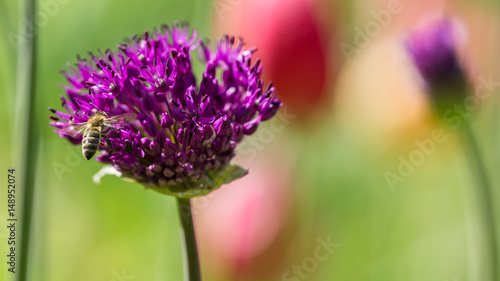 Violette Blüte mit Biene photo