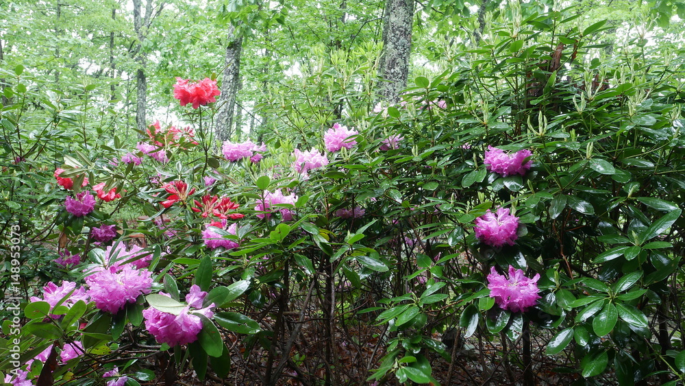 Rhododendrons in the Rain