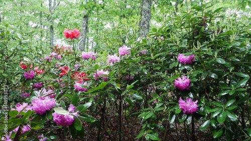 Rhododendrons in the Rain
