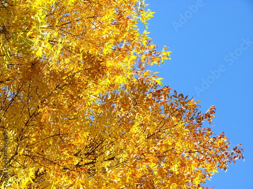 autumn