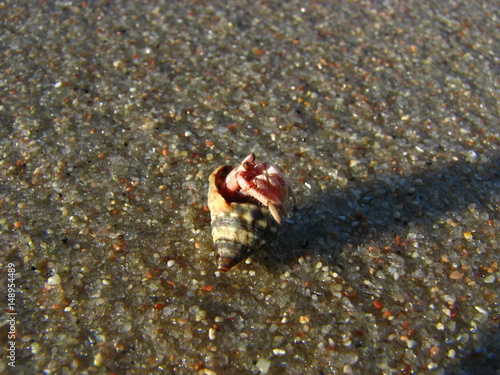 crab