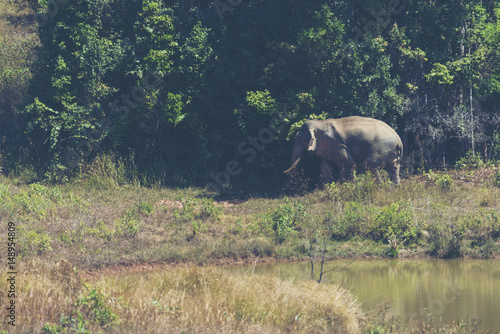 Big Asian wild elephant at ...