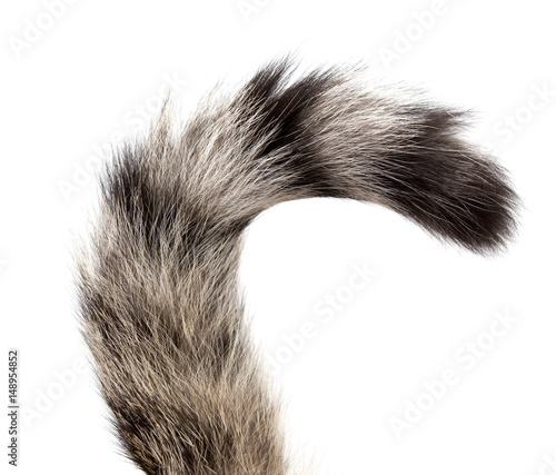 Striped cat tail on white background