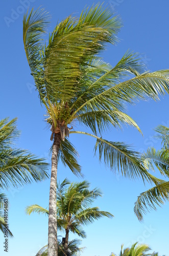 Coconut trees in Porto Seguro - BA  Brazil