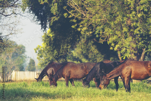 Group of three young horses...