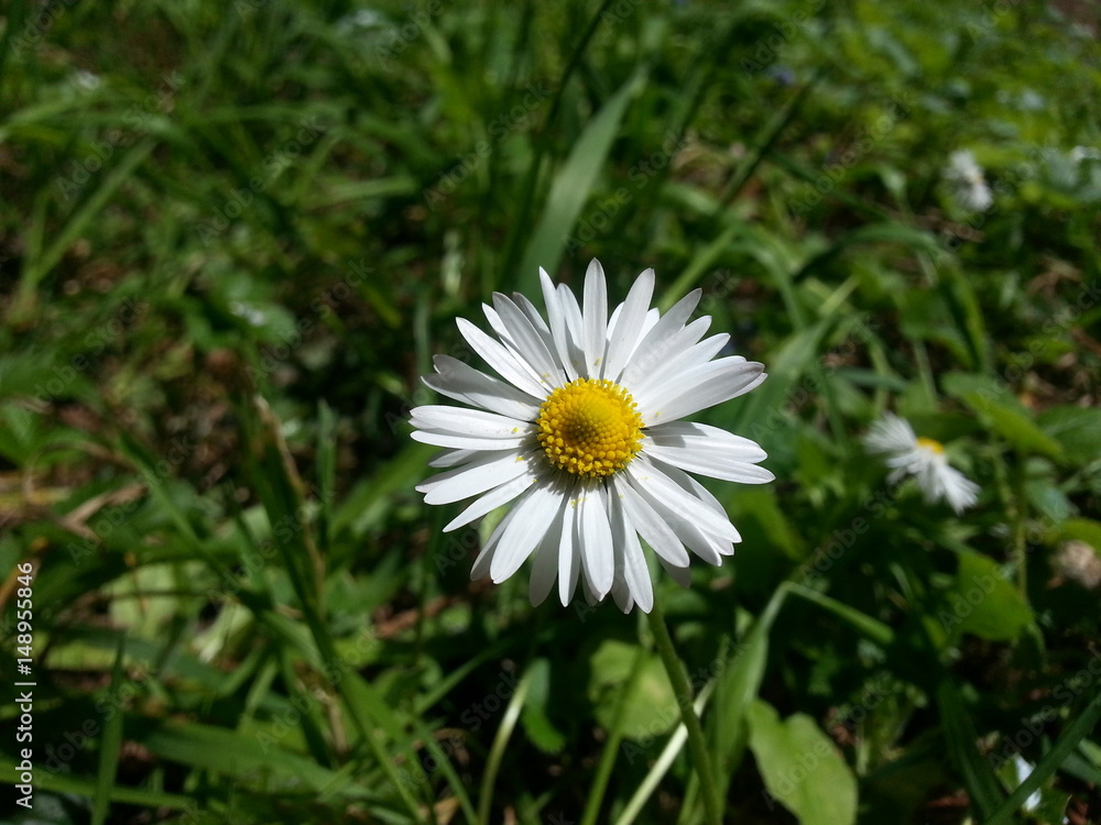 Daisy For You Daisy For You