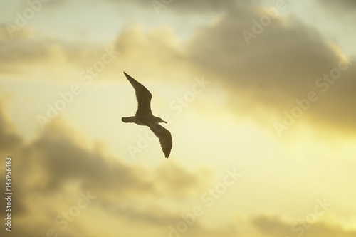 Möve in der Abendröte