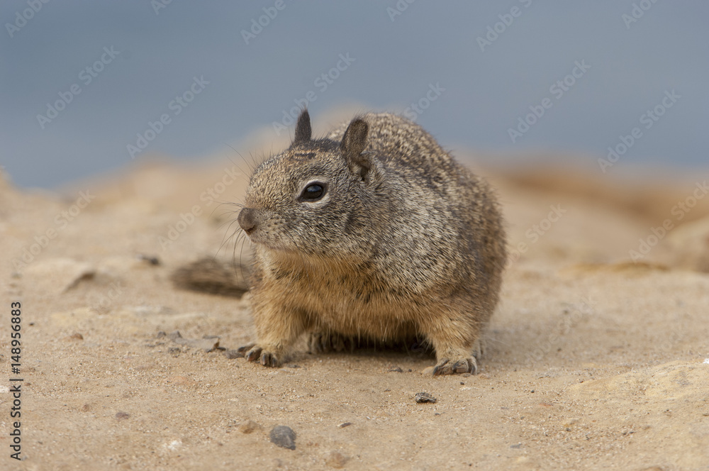 California ground squirrel on sandy ground near beach near San Diego, California California ground squirrel on sandy ground near beach near San Diego, California