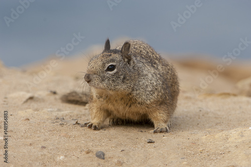 California ground squirrel on sandy ground near beach near San Diego, California