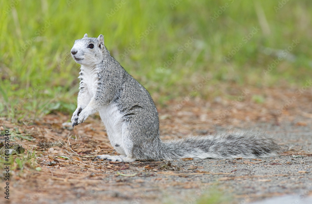 Delmarva Peninsular Fox Squirrel Delmarva Peninsular Fox Squirrel