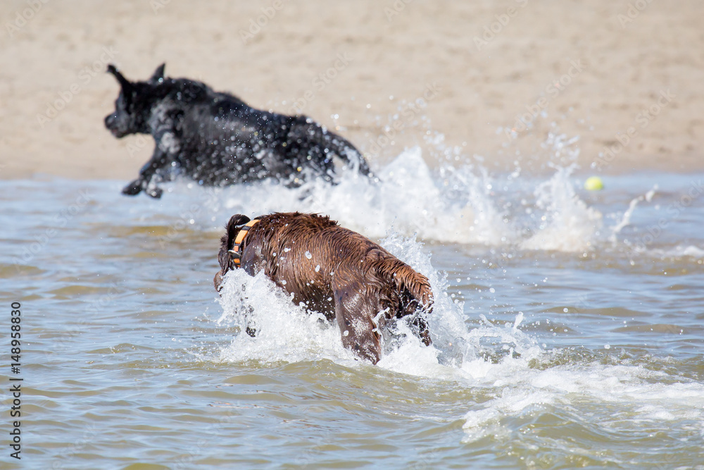 Obraz premium Hunde toben im Meer
