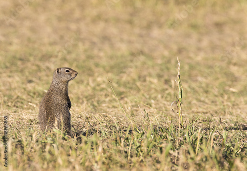 Uinta ground squirrel standing in grassy field