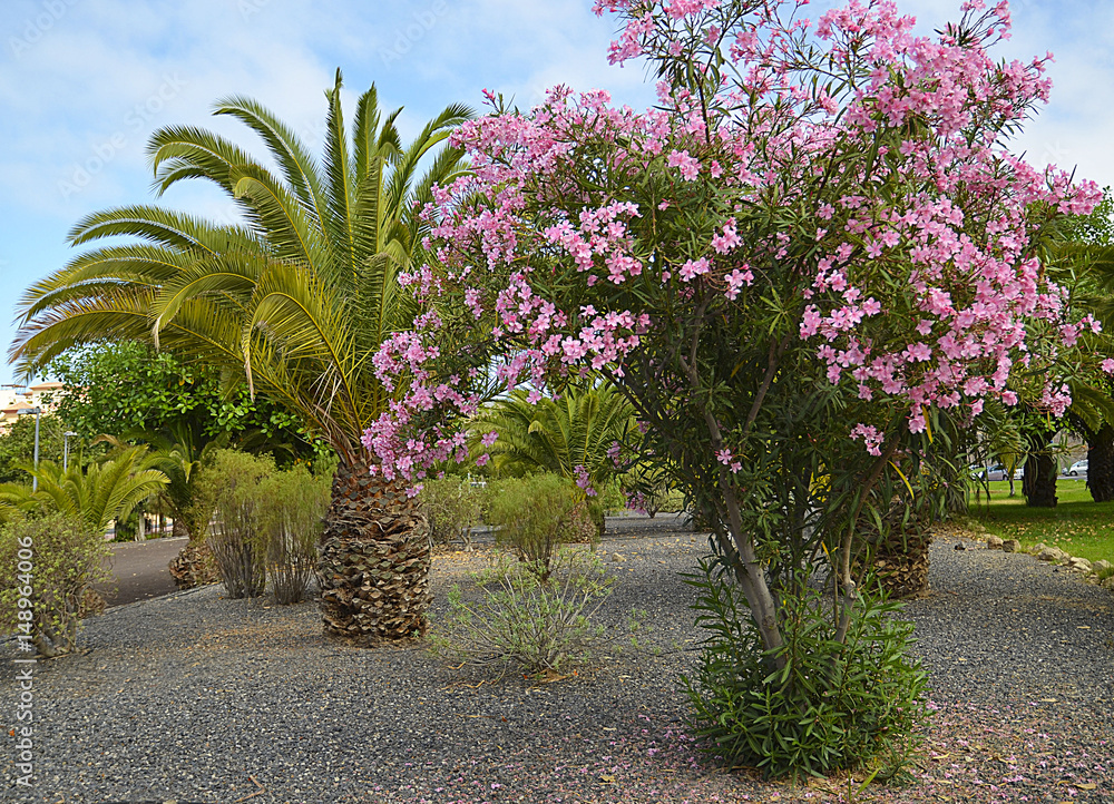 Blooming oleander bush with beautiful pink flowers and palm trees in the park of Tenerife,Canary Islands.Selective focus.