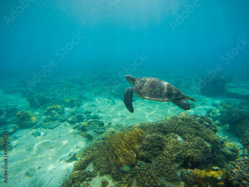 Sea turtle by sand seabottom underwater photo.