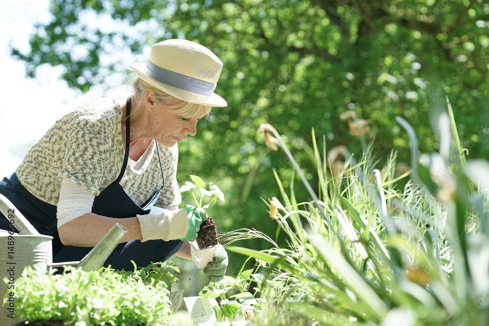 Senior woman gardening on beautiful spring day Senior woman gardening on beautiful spring day