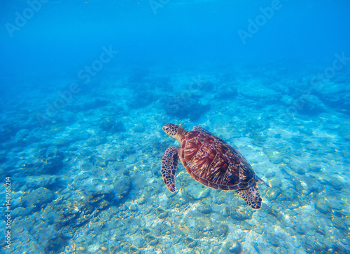 Wild turtle in blue water above corals. Olive green turtle underwater photo.