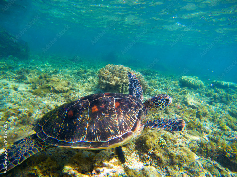 Obraz premium Sea turtle in nature closeup. Olive green turtle underwater photo. Sea animal in corals.