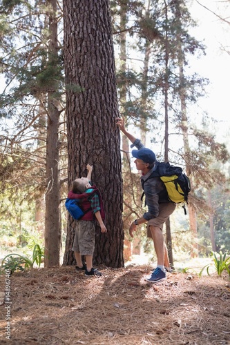 Man pointing up by boy standing in forest