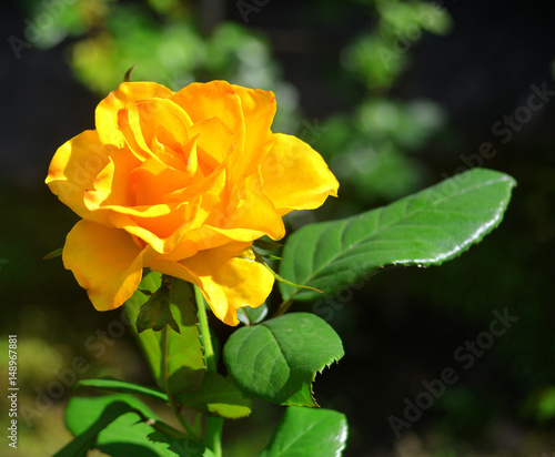 Beautiful yellow vintage rose flower. Wedding card