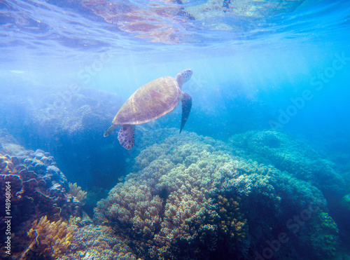 Sea turtle in sunlight. Wild turtle in blue water. Sea tortoise snorkeling photo.