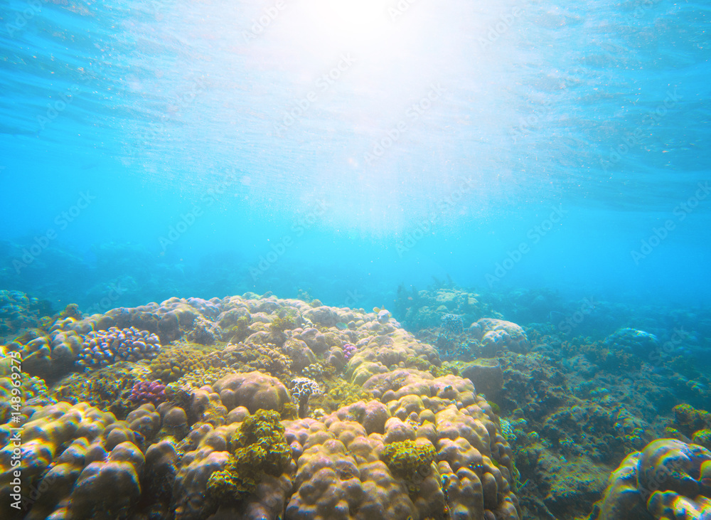 Coral reef under sunlight flare in sea water. Deep blue sea perspective view. Coral reef under sunlight flare in sea water. Deep blue sea perspective view.