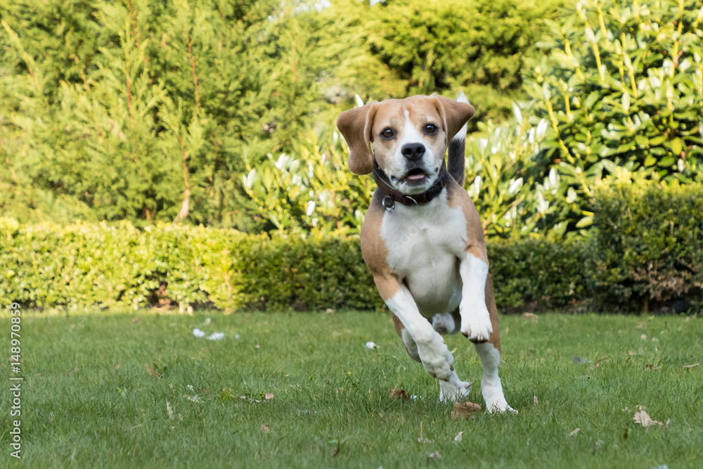 Obraz premium running beagle in a garden