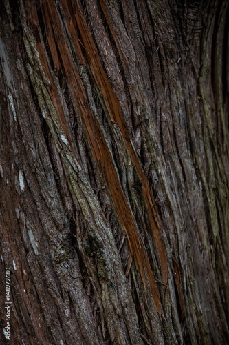 redwood closeup