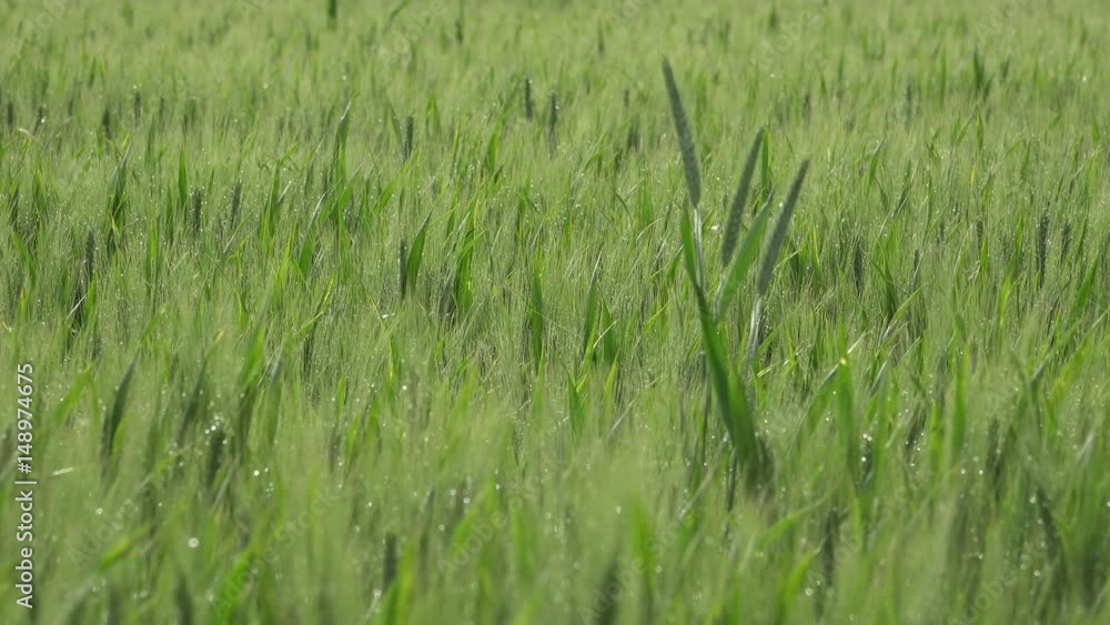 background of wet ears in wheat field background of wet ears in wheat field