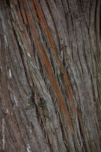 redwood bark