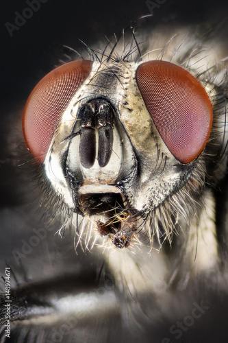 Macro Focus Stacking - Flesh-fly, Flesh Fly © Maciej Olszewski