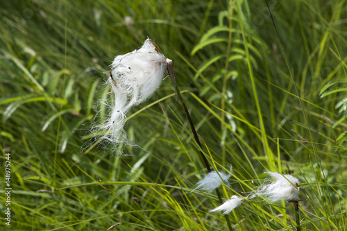 Parachute seed dispersal from a weed plant with green grass in wetland