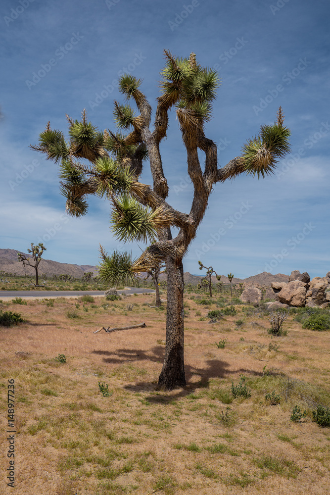 Joshua Tree in Color Desert Landscape Joshua Tree in Color Desert Landscape
