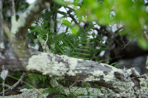 ferns
