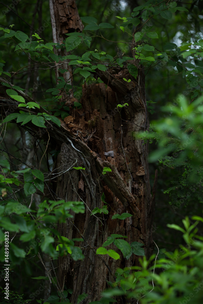 redwood redwood