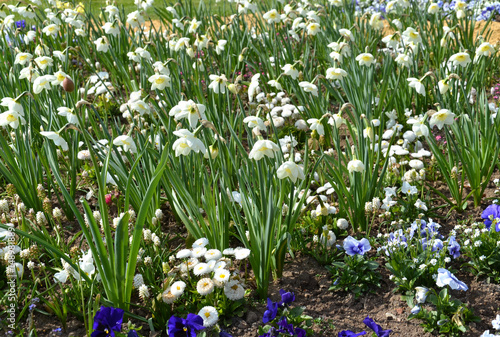Fototapeta Naklejka Na Ścianę i Meble -  Narzissen