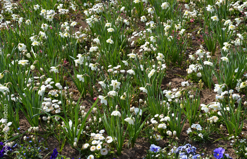 Fototapeta Naklejka Na Ścianę i Meble -  Narzissen