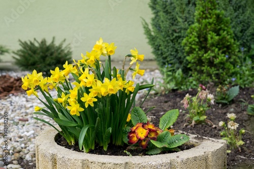 Daffodil flower in grass. Slovakia