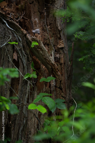 redwood